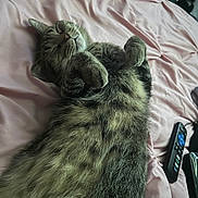 Cooper is registered to the contest to win money with this photo: cat, tabby, sleeping, bed, blanket, pink, fur, whiskers, paws, relaxed, domestic, pet, indoor, cozy, resting, animal, cute, feline, closeup, comfort