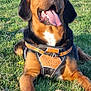 Hunter participe au concours pour gagner de l'argent avec cette photo : dog, canine, animal, pet, outdoor, grass, greenery, happy, tongue, brown, black, orange_harness, ears, snout, laying_down, nature, sunlight, closeup, friendly, playful