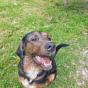 Hunter a rejoint le concours — aidez-le/la à gagner de superbes lots ! dog, wet, grass, outdoor, happy, smiling, tail, canine, nature, animal, pet, fur, muzzle, ears, tongue, playful, background, green, daylight, park