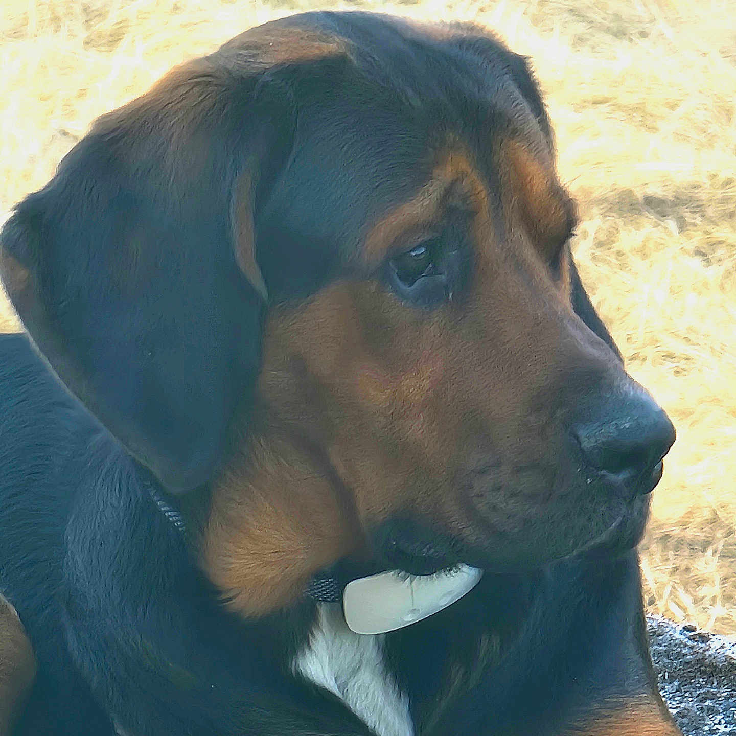 Hunter a rejoint le concours — aidez-le/la à gagner de superbes lots ! animal, black_fur, brown_fur, canine, close_up, collar, dog, ears, fur_texture, grass, head, muzzle, nature, outdoor, pet, portrait, resting, side_view, tag, thoughtful