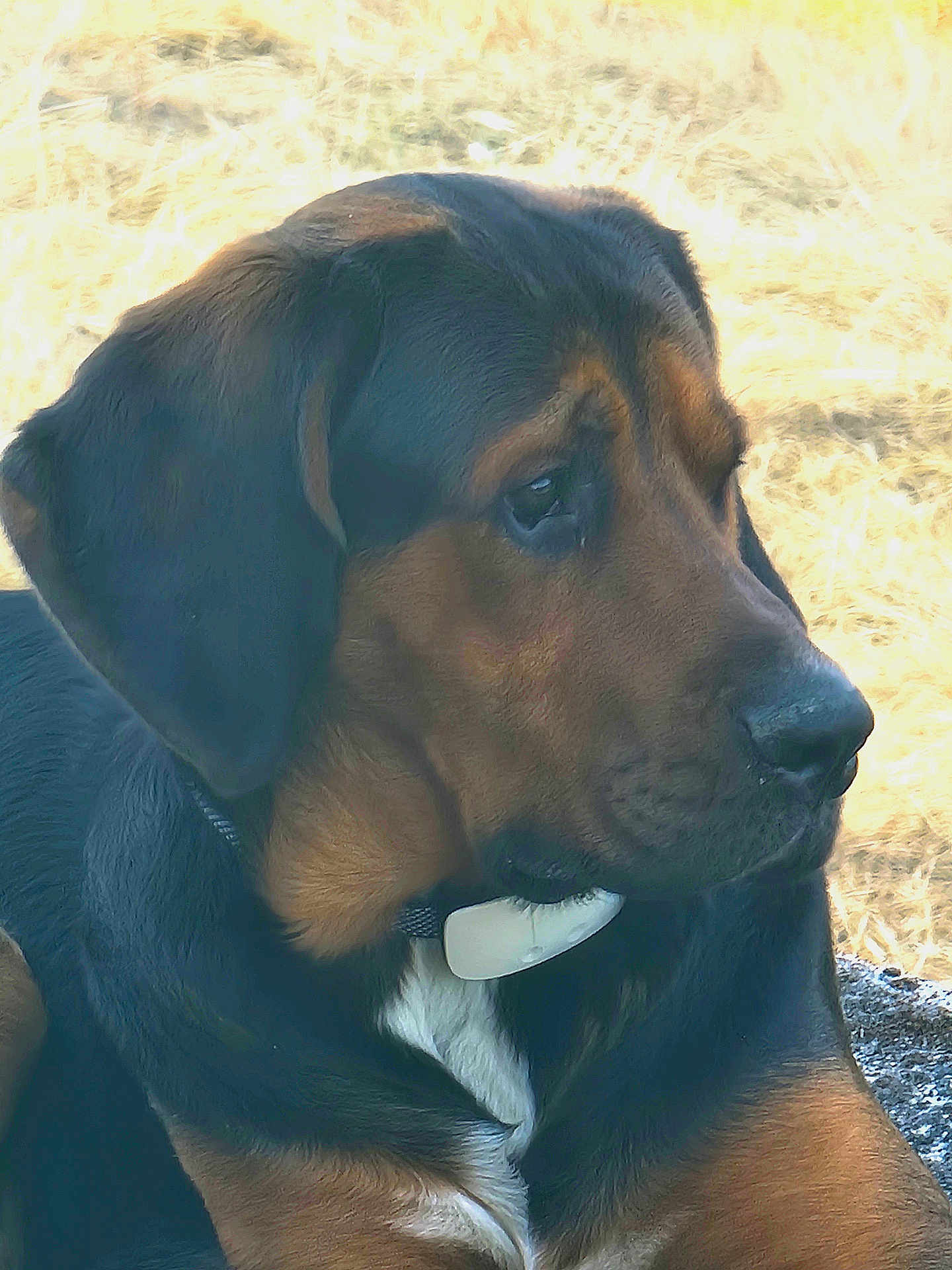 Hunter a rejoint le concours — aidez-le/la à gagner de superbes lots ! dog, close_up, black_fur, brown_fur, collar, tag, outdoor, animal, pet, head, side_view, thoughtful, muzzle, ears, fur_texture, nature, grass, canine, portrait, resting