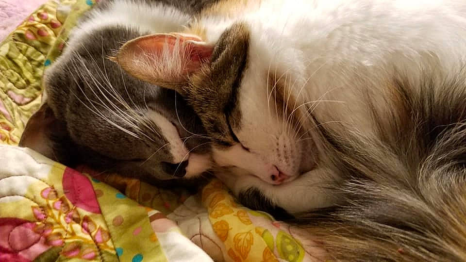 Bonnet joined the competition — help win amazing prizes! aegean_cat, carnivore, cat, ear, european_shorthair, felidae, fur, kitten, mammal, nap, norwegian_forest_cat, ragamuffin, sleep, small_to_medium_sized_cats, snout, whiskers