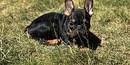 Princess joined the competition — help win amazing prizes! puppy, dog, grass, outdoor, sunlight, black, tan, ears, cute, animal, pet, lying_down, nature, young_dog, closeup, face, small, adorable, daylight, fur