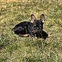 puppy, dog, grass, outdoor, sunlight, black, tan, ears, cute, animal, pet, lying_down, nature, young_dog, closeup, face, small, adorable, daylight, fur