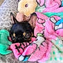 dog, puppy, blanket, furry, cozy, snuggled, sleeping, toy, pink, green, soft, cute, pet, animal, ears, face, relaxing, indoor, comfort, rest