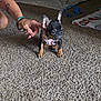 puppy, french_bulldog, dog, carpet, indoor, pet, toy, blanket, hand, bracelet, curious, small, brown, black, fur, animal, cute, harness, floor, domestic