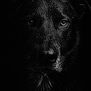 Olaf a rejoint le concours — aidez-le/la à gagner de superbes lots ! dog, black_and_white, close_up, wet, water_droplets, fur, portrait, animal, dark_background, intense_eyes, nocturnal, mysterious, pet, canine, moody, shadow, texture, expression, face, outdoor