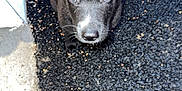 Olaf a rejoint le concours — aidez-le/la à gagner de superbes lots ! puppy, dog, black_dog, young_dog, pet, animal, outdoor, curious, looking_up, close_up, black_fur, white_spot, concrete, textured_surface, small, adorable, cute, fur, canine, companion