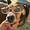 dog, glasses, hand, face, living_room, furniture, carpet, person, pet, canine, brown, black, indoor, resting, close_up, eyewear, portrait, cute, domestic_animal, cozy