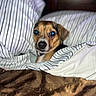 dog, bed, blanket, pillow, striped, indoor, pet, cute, cozy, fur, sleeping_area, resting, brown, white, black, small_dog, animal, domestic, face, closeup