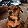 dog, pet, couch, living_room, furniture, collar, small_dog, brown_dog, indoor, carpet, table, window, light, cozy, home, relaxed, portrait, animal, ears, cute