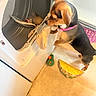 Baby is registered to the contest to win money with this photo: dog, toy, dryer, laundry, floor, indoor, pet, curious, pink_collar, laundry_basket, tile_floor, playful, retrieving, household, small_dog, brown_and_black, domestic, canine, cleaning, home