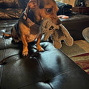 Baby joined the competition — help win amazing prizes! animal, brown_dog, carpet, collar, cozy, cute, dog, furniture, home, indoor, leather_couch, living_room, pet, relaxed, seated, stuffed_toy, sunlight, table, toy, window_blinds