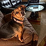 dog, brown_couch, leather_sofa, glass_coffee_table, window, curtains, carpet, living_room, pet, collar, head_tilt, seated, indoor, furniture, box, remote_control, warm_light, curious, home_interior, cozy