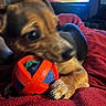 Baby is registered to the contest to win money with this photo: dog, toy, ball, blanket, indoor, pet, closeup, paw, chewing, cozy, red, animal, playing, cute, small_dog, focused, blurred_background, warm_lighting, fur, resting