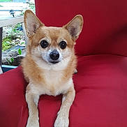 Gracie is registered to the contest to win money with this photo: dog, small_dog, pet, red_chair, fur, ears, outdoor, nature, animal, cute, relaxed, portrait, paw, sitting, facing_camera, expression, eyes, nose, whiskers, chair