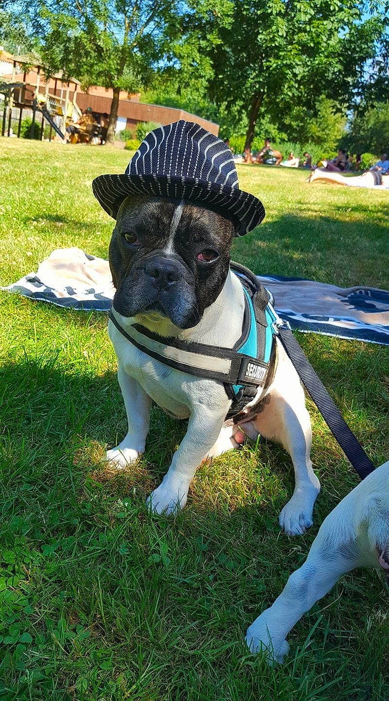 Jupiter participe au concours pour gagner de l'argent avec cette photo : canidae, carnivore, collar, companion_dog, dog, dog_breed, dog_collar, fawn, grass, groundcover, lawn, leash, pet_supply, plant, snout, sporting_group, standard_schnauzer, tail, tree, working_animal