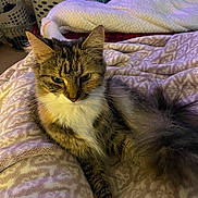 Millie joined the competition — help win amazing prizes! cat, tabby_cat, fluffy, long_hair, pet, animal, feline, sitting, bed, blanket, bedding, bedroom, laundry_baskets, patterned_fabric, brown_fur, white_chest, whiskers, ears, indoor, portrait