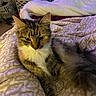 cat, tabby_cat, fluffy, long_hair, pet, animal, feline, sitting, bed, blanket, bedding, bedroom, laundry_baskets, patterned_fabric, brown_fur, white_chest, whiskers, ears, indoor, portrait
