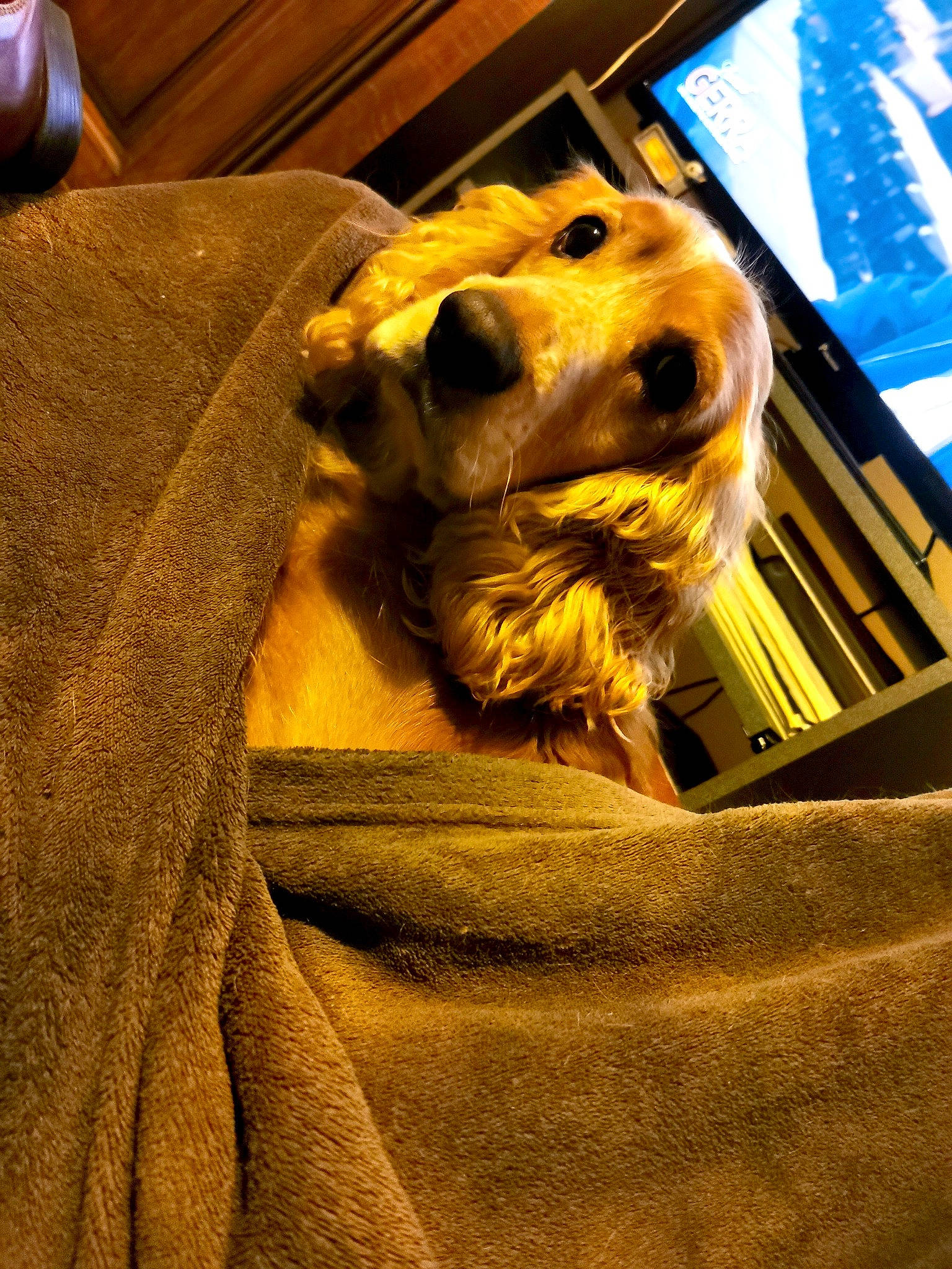 Ixo a rejoint le concours — aidez-le/la à gagner de superbes lots ! canidae, carnivore, companion_dog, dog, dog_breed, photography, snout, sporting_group