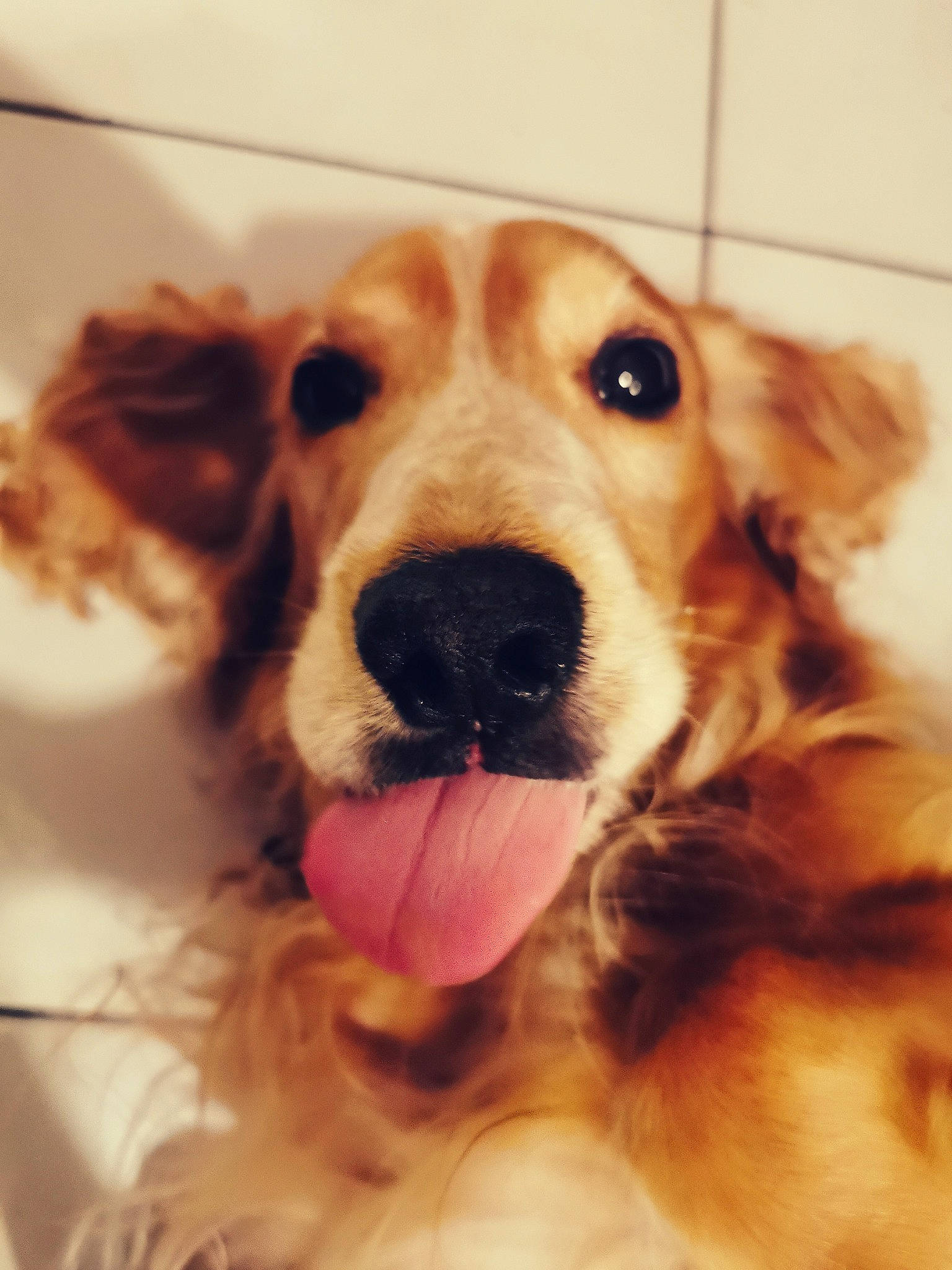 Ixo participe au concours pour gagner de l'argent avec cette photo : canidae, carnivore, cocker_spaniel, companion_dog, dog, dog_breed, english_cocker_spaniel, eye, fawn, fur, golden_retriever, mammal, nose, rare_breed_dog, retriever, setter, snout, spaniel, sporting_group, whiskers