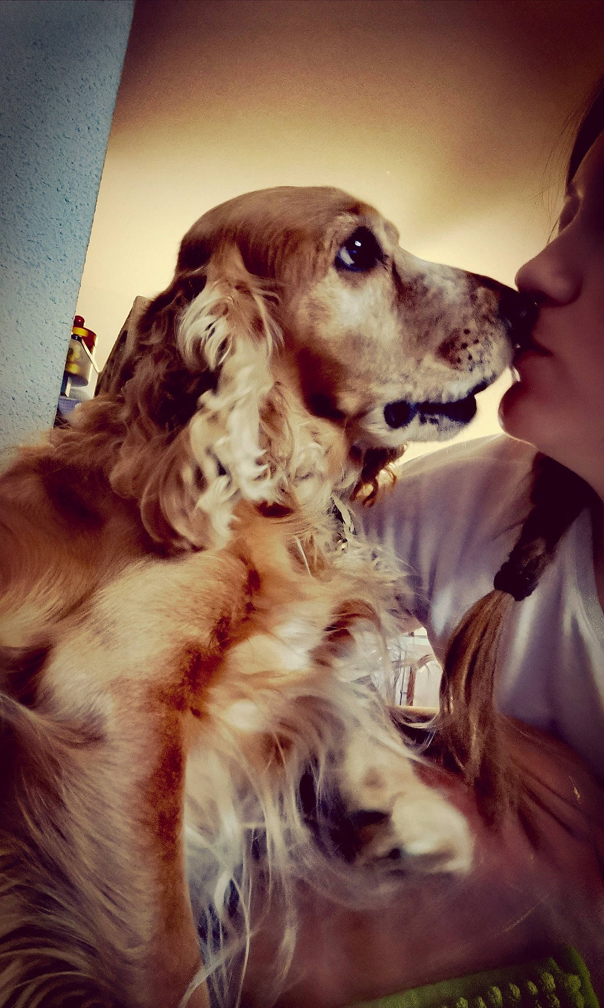 Ixo participe au concours pour gagner de l'argent avec cette photo : canidae, carnivore, cocker_spaniel, companion_dog, dog, dog_breed, english_cocker_spaniel, english_setter, field_spaniel, fur, irish_red_and_white_setter, irish_setter, rare_breed_dog, retriever, russian_spaniel, setter, snout, spaniel, sporting_group