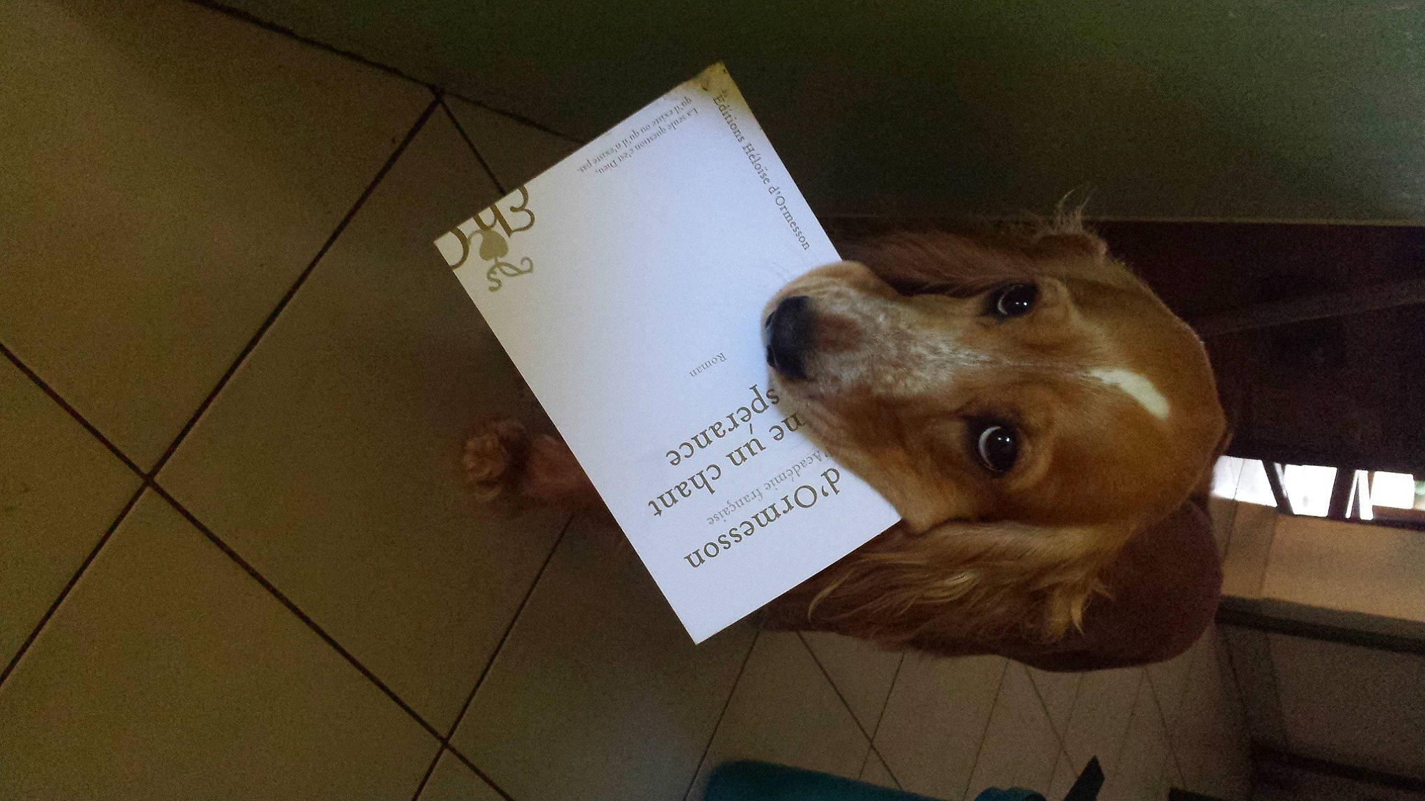 Ixo participe au concours pour gagner de l'argent avec cette photo : canidae, carnivore, companion_dog, dog, dog_breed, puppy, snout, sporting_group