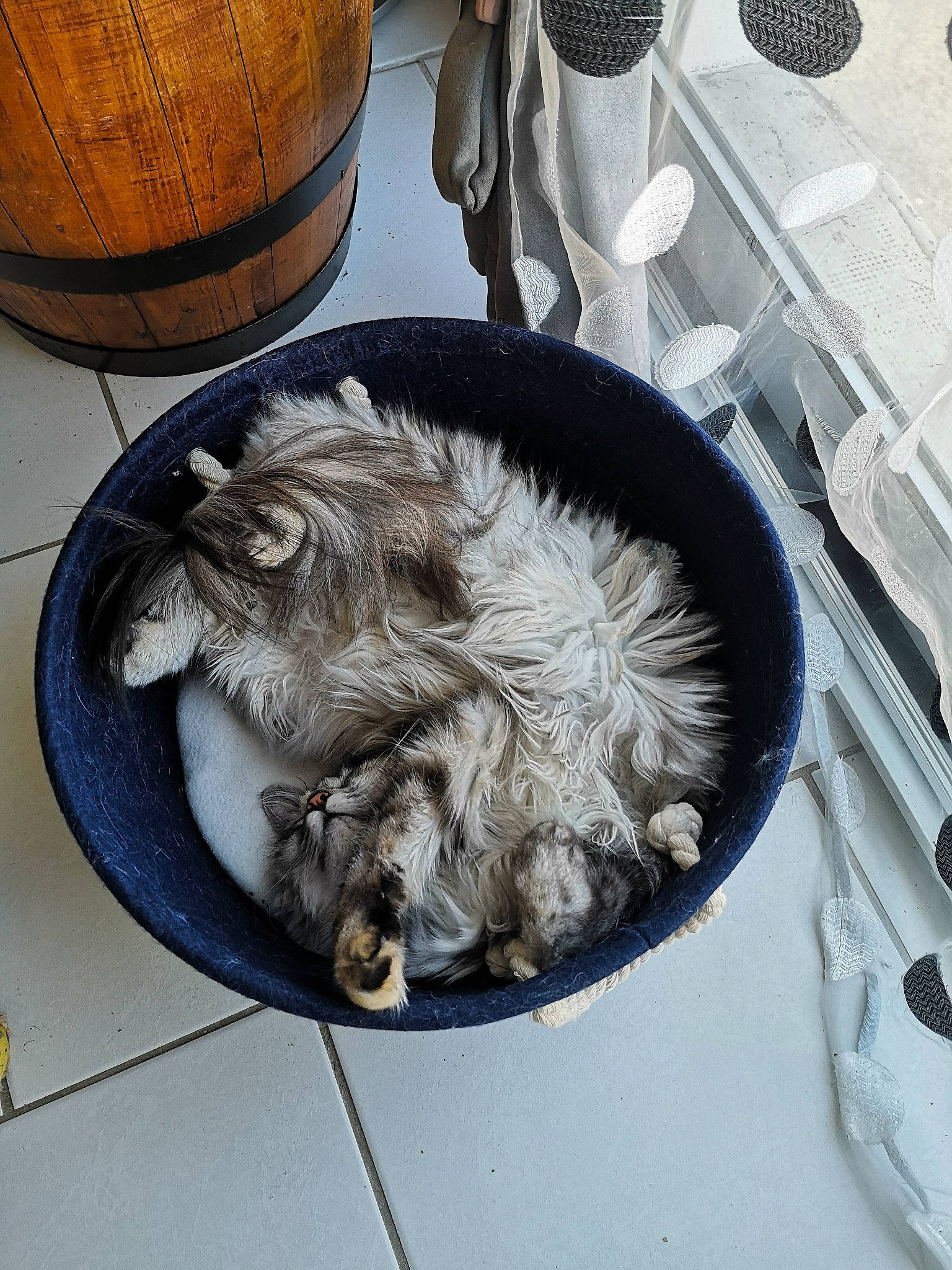 Louna a rejoint le concours — aidez-le/la à gagner de superbes lots ! barrel, basket, calabaza, companion_dog, dishware, feather, felidae, fish, fur, kitchen_utensil, plate, pumpkin, serveware, small_to_medium_sized_cats, sporting_group, table, tableware, tail, whiskers, wood