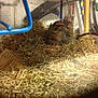 Fifille a rejoint le concours — aidez-le/la à gagner de superbes lots ! degu, gerbil, muridae, muroidea, rodent, straw