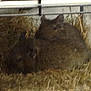 Fifille participe au concours pour gagner de l'argent avec cette photo : degu, fawn, gerbil, mammal, muridae, muroidea, rodent, straw
