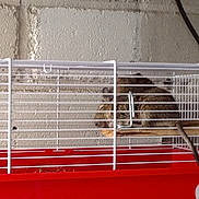 Fifille participe au concours pour gagner de l'argent avec cette photo : animal_shelter, cage, degu, hamster, mouse, muridae, muroidea, pet_supply, rodent
