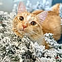 Sunny is registered to the contest to win money with this photo: cat, ginger_cat, animal, pet, fur, whiskers, pine_branches, snow, winter, nature, closeup, cute, curious, outdoor, greenery, soft_focus, background_blur, eyes, face, cozy