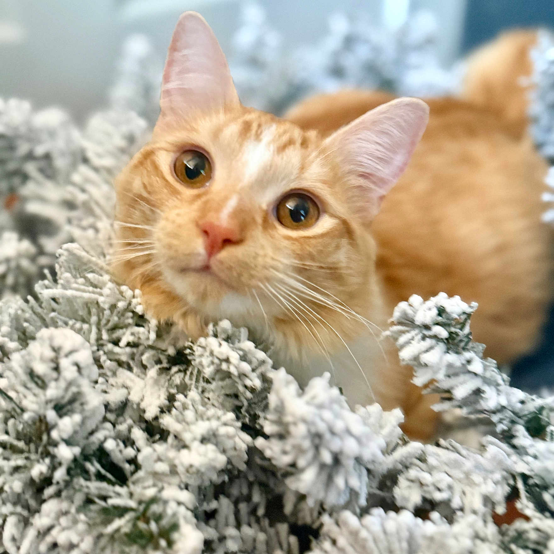 Sunny is registered to the contest to win money with this photo: animal, background_blur, cat, closeup, cozy, curious, cute, eyes, face, fur, ginger_cat, greenery, nature, outdoor, pet, pine_branches, snow, soft_focus, whiskers, winter