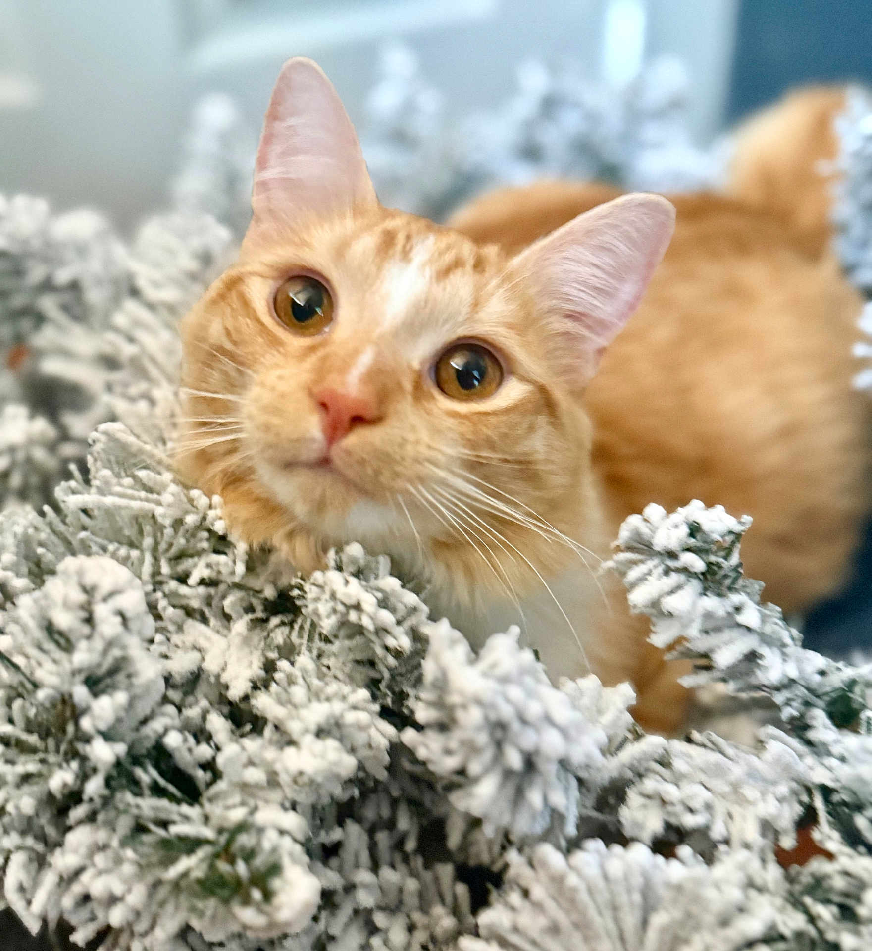 Sunny is registered to the contest to win money with this photo: cat, ginger_cat, animal, pet, fur, whiskers, pine_branches, snow, winter, nature, closeup, cute, curious, outdoor, greenery, soft_focus, background_blur, eyes, face, cozy
