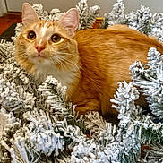 Sunny is registered to the contest to win money with this photo: cat, orange_tabby, pet, animal, indoor, wreath, artificial_snow, pine_branches, curious, frosted, close_up, feline, whiskers, ears, face, eyes, cozy, holiday_decor, background, floor