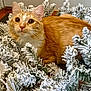 cat, orange_tabby, pet, animal, indoor, wreath, artificial_snow, pine_branches, curious, frosted, close_up, feline, whiskers, ears, face, eyes, cozy, holiday_decor, background, floor
