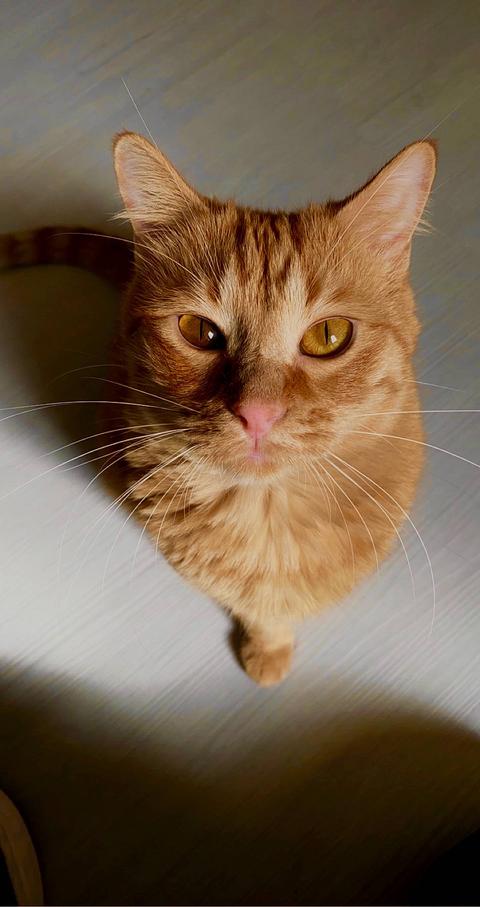 Simba participe au concours pour gagner de l'argent avec cette photo : box, carnivore, cat, claw, domestic_short_haired_cat, ear, eye, fawn, felidae, fur, gesture, paw, small_to_medium_sized_cats, snout, whiskers, wildlife, window