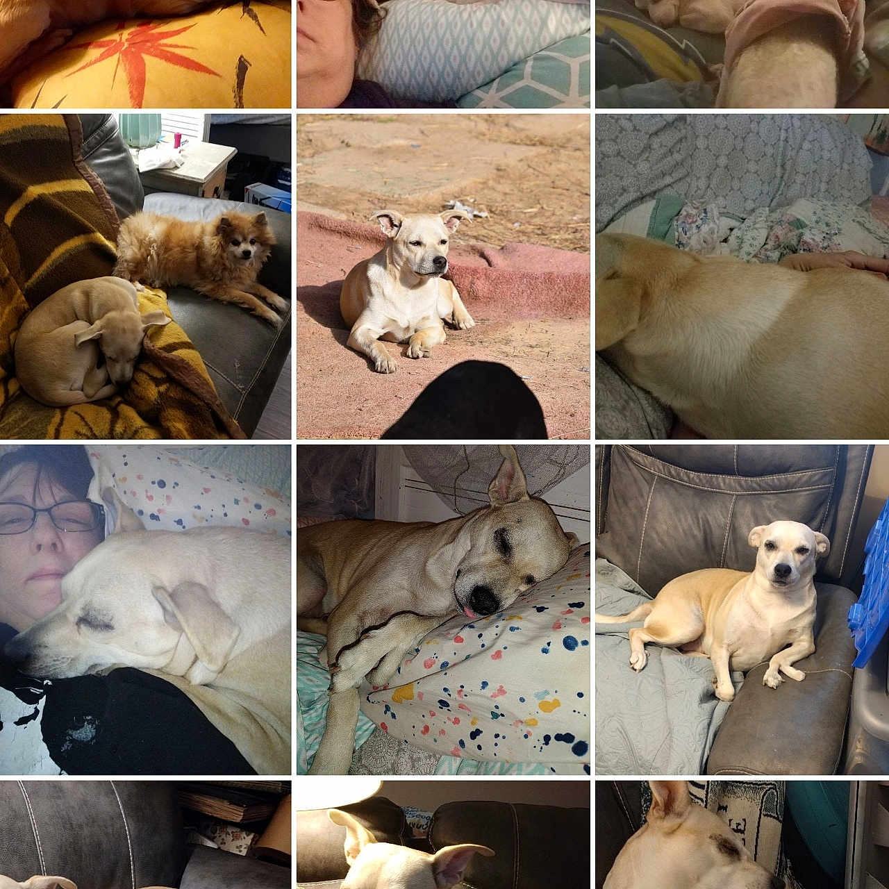 Sassy is registered to the contest to win money with this photo: animal, blanket, brown, canine, companion, couch, dog, fur, furniture, glasses, home, indoor, living_room, person, pet, pillow, portrait, relaxing, resting, sleeping