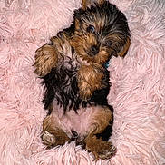 Bon-Bon joined the competition — help win amazing prizes! puppy, dog, cute, fluffy, pink_blanket, pet, small, fur, lying_down, cozy, animal, young, portrait, indoors, soft_texture, adorable, looking_up, relaxed, tiny, friendly