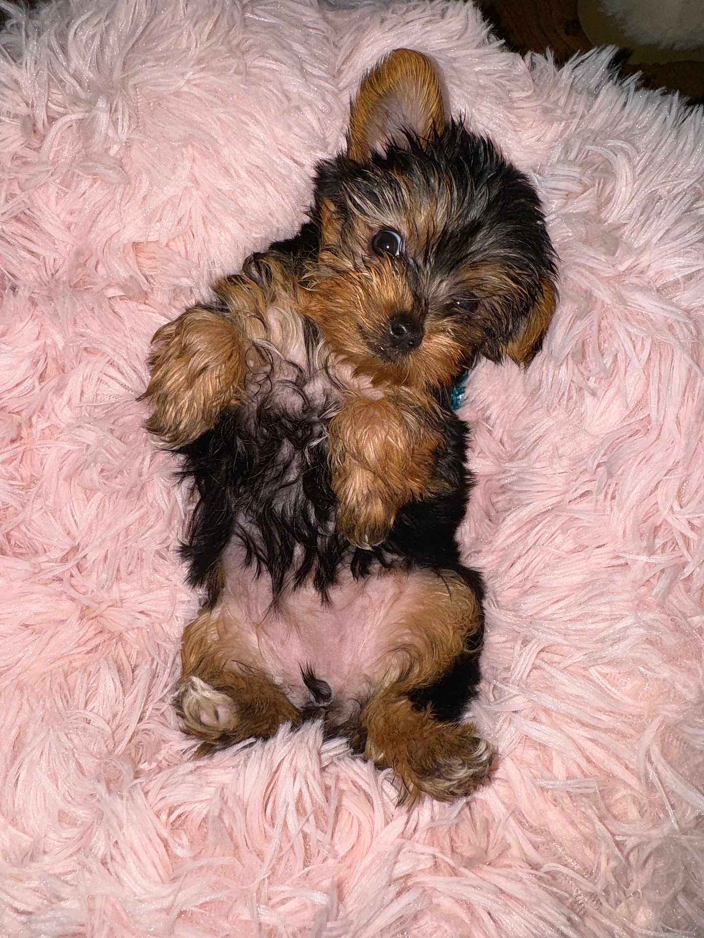 Bon-Bon joined the competition — help win amazing prizes! puppy, dog, cute, fluffy, pink_blanket, pet, small, fur, lying_down, cozy, animal, young, portrait, indoors, soft_texture, adorable, looking_up, relaxed, tiny, friendly