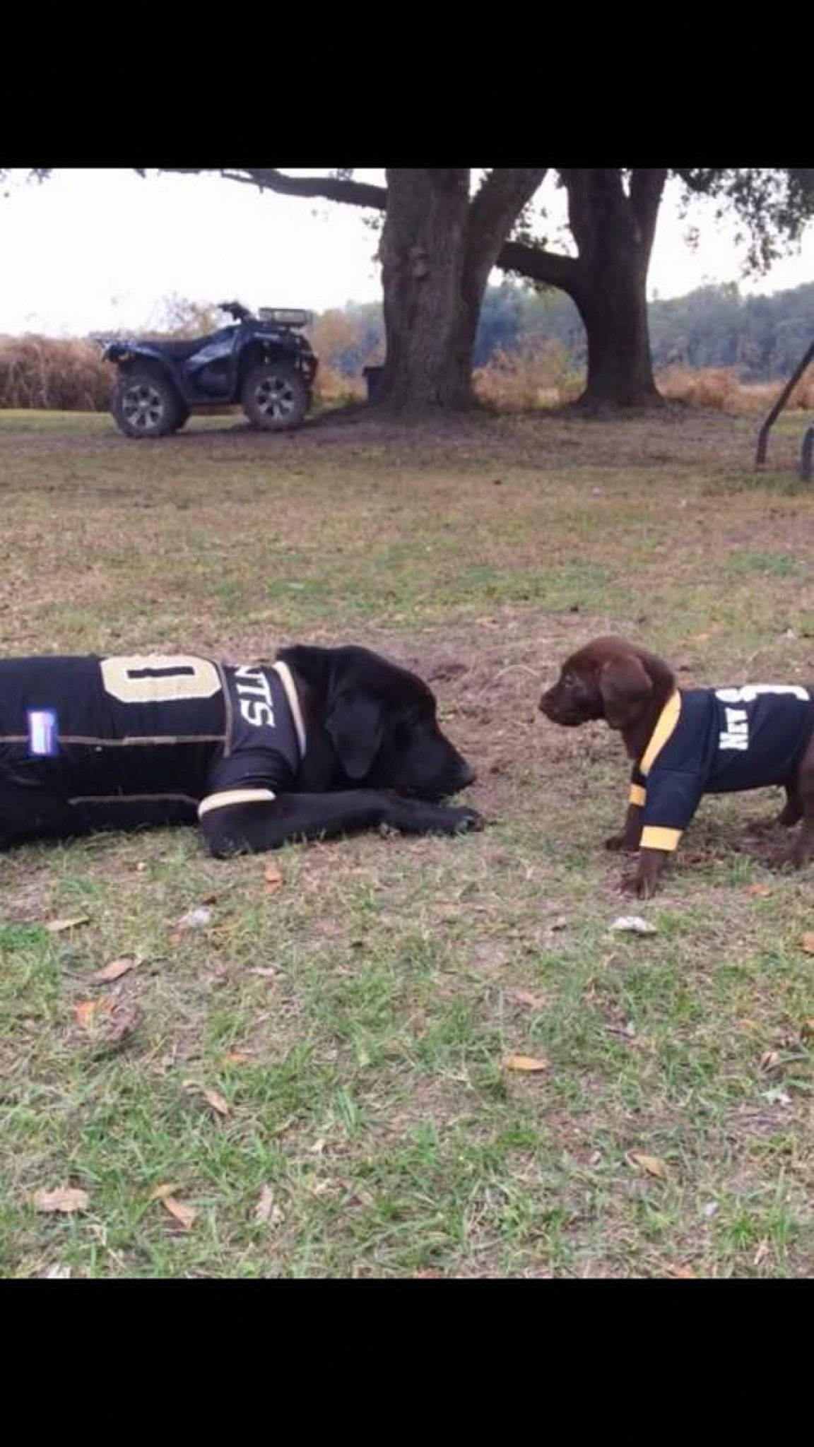 Gracie And Bud is registered to the contest to win money with this photo: automotive_exterior, automotive_tire, bumper, car, carnivore, companion_dog, dog, dog_breed, fender, grass, grassland, landscape, motor_vehicle, plant, sky, tire, tree, vehicle, wheel, working_animal