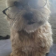 Sherlock participe au concours pour gagner de l'argent avec cette photo : dog, glasses, fluffy, pet, indoors, sitting, furry, brown, cute, animal, face, closeup, portrait, window, soft_light, cozy, furniture, companion, mammal, whiskers