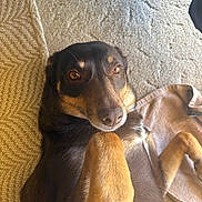 Trixie is registered to the contest to win money with this photo: dog, pet, lying_down, carpet, blanket, brown_fur, paw, indoor, relaxed, looking_at_camera, close_up, animal, canine, fur, muzzle, ears, eyes, nose, home, resting