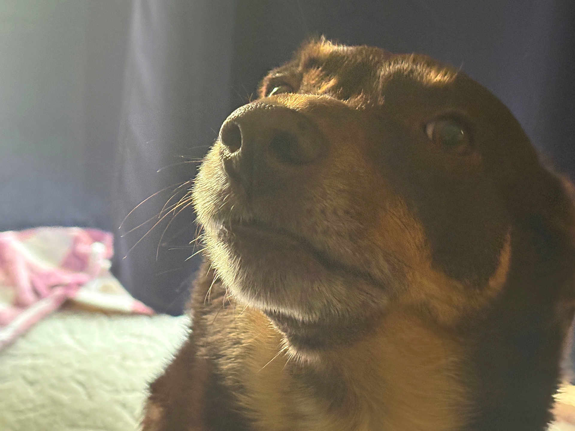 Trixie joined the competition — help win amazing prizes! dog, close_up, portrait, animal, pet, whiskers, fur, light, natural_light, indoors, bed, blanket, curtain, brown, black, face, muzzle, canine, looking_up, soft_light