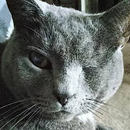 Rocco joined the competition — help win amazing prizes! cat, close_up, curious, doorway, ear, eye, feline, floor, front_paw, gray_cat, gray_fur, home, indoor, muzzle, nose, pet, portrait, relaxed, soft_lighting, whiskers