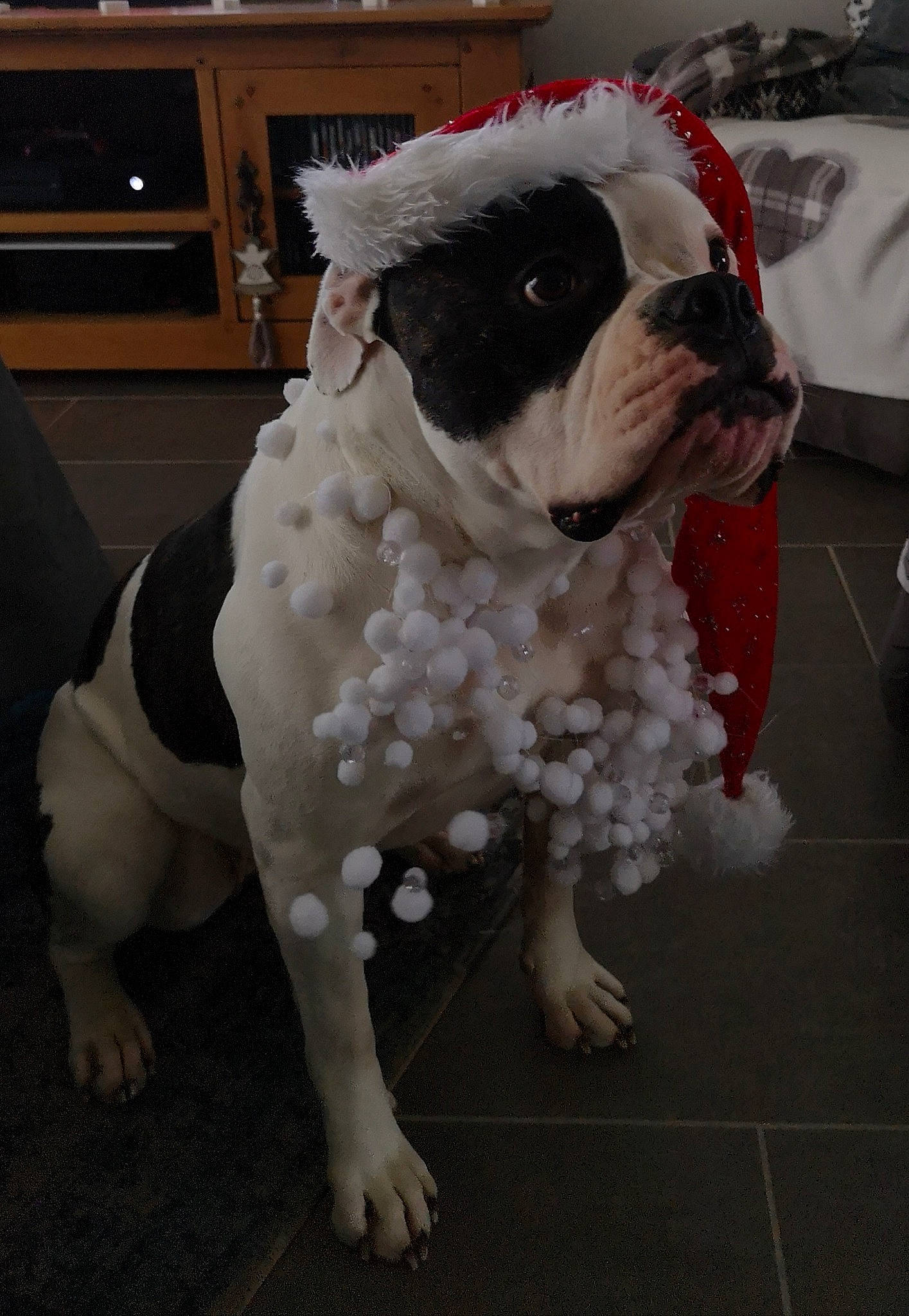 Japan participe au concours pour gagner de l'argent avec cette photo : american_bulldog, bulldog, canidae, carnivore, companion_dog, dog, dog_breed, french_bulldog, fur, mammal, non_sporting_group, old_english_bulldog, puppy, rare_breed_dog, snout, sporting_group, toy_bulldog, toy_dog, vertebrate, white_english_bulldog