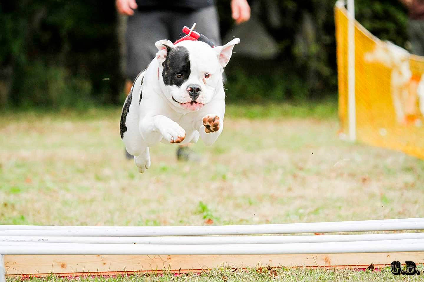 Japan a rejoint le concours — aidez-le/la à gagner de superbes lots ! american_staffordshire_terrier, canidae, carnivore, companion_dog, dog, dog_agility, dog_breed, fawn, french_bulldog, mammal, non_sporting_group, pit_bull, puppy, snout, sporting_group