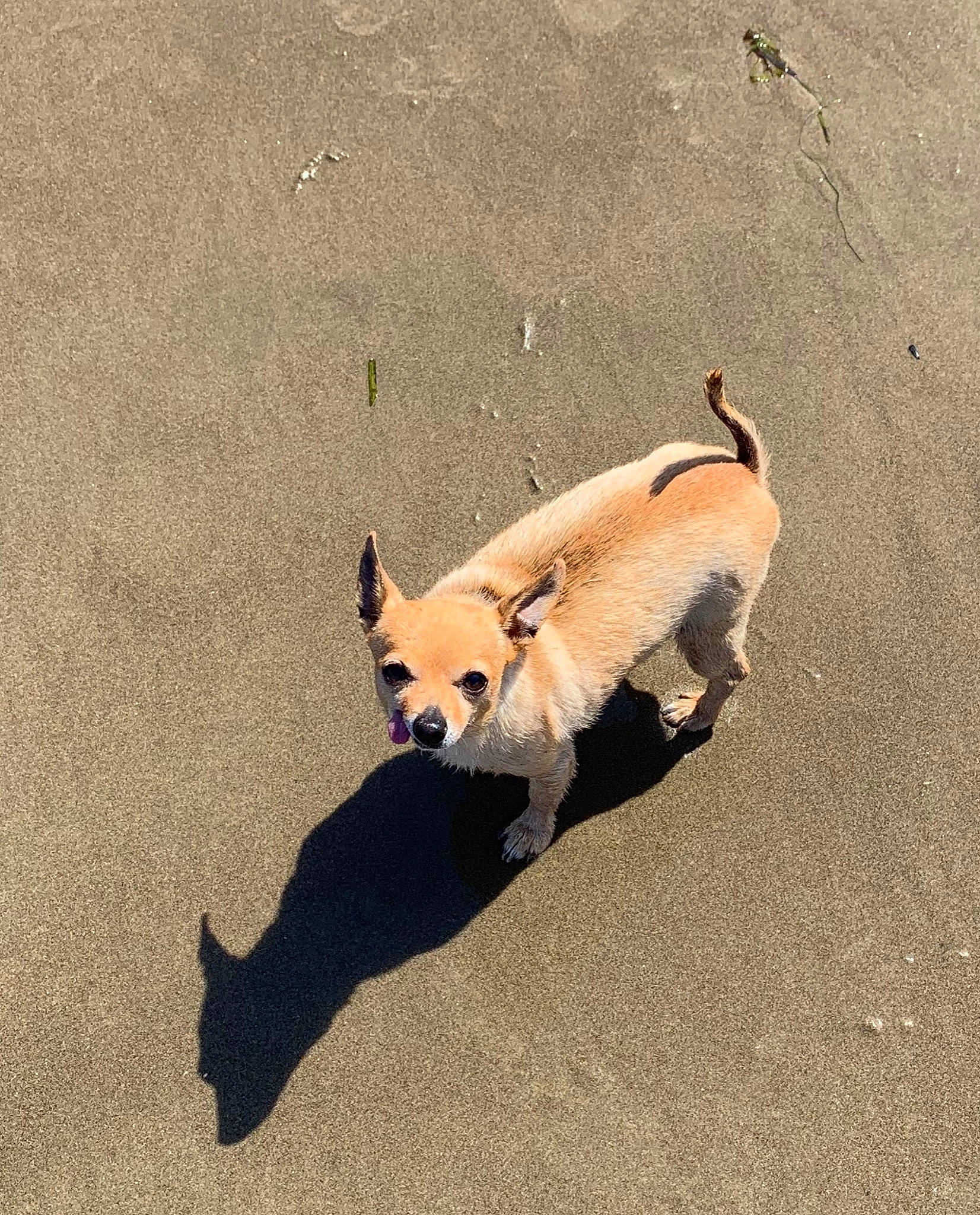 Cashew joined the competition — help win amazing prizes! canidae, carnivore, chihuahua, companion_dog, corgi_chihuahua, dog, dog_breed, dog_walking, fawn, non_sporting_group, pembroke_welsh_corgi, puppy, shadow, tail, welsh_corgi