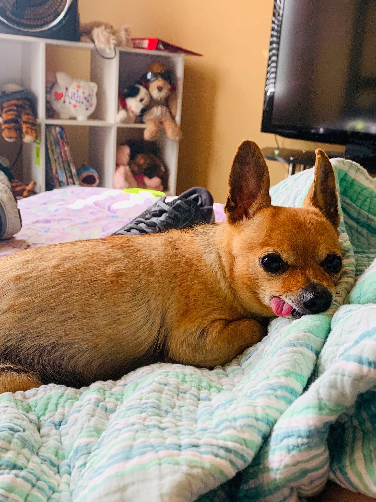 Cashew is registered to the contest to win money with this photo: bed, canidae, carnivore, chihuahua, companion_dog, dog, dog_breed, ear, fawn, furniture, mammal, nap, puppy, snout, toy_dog