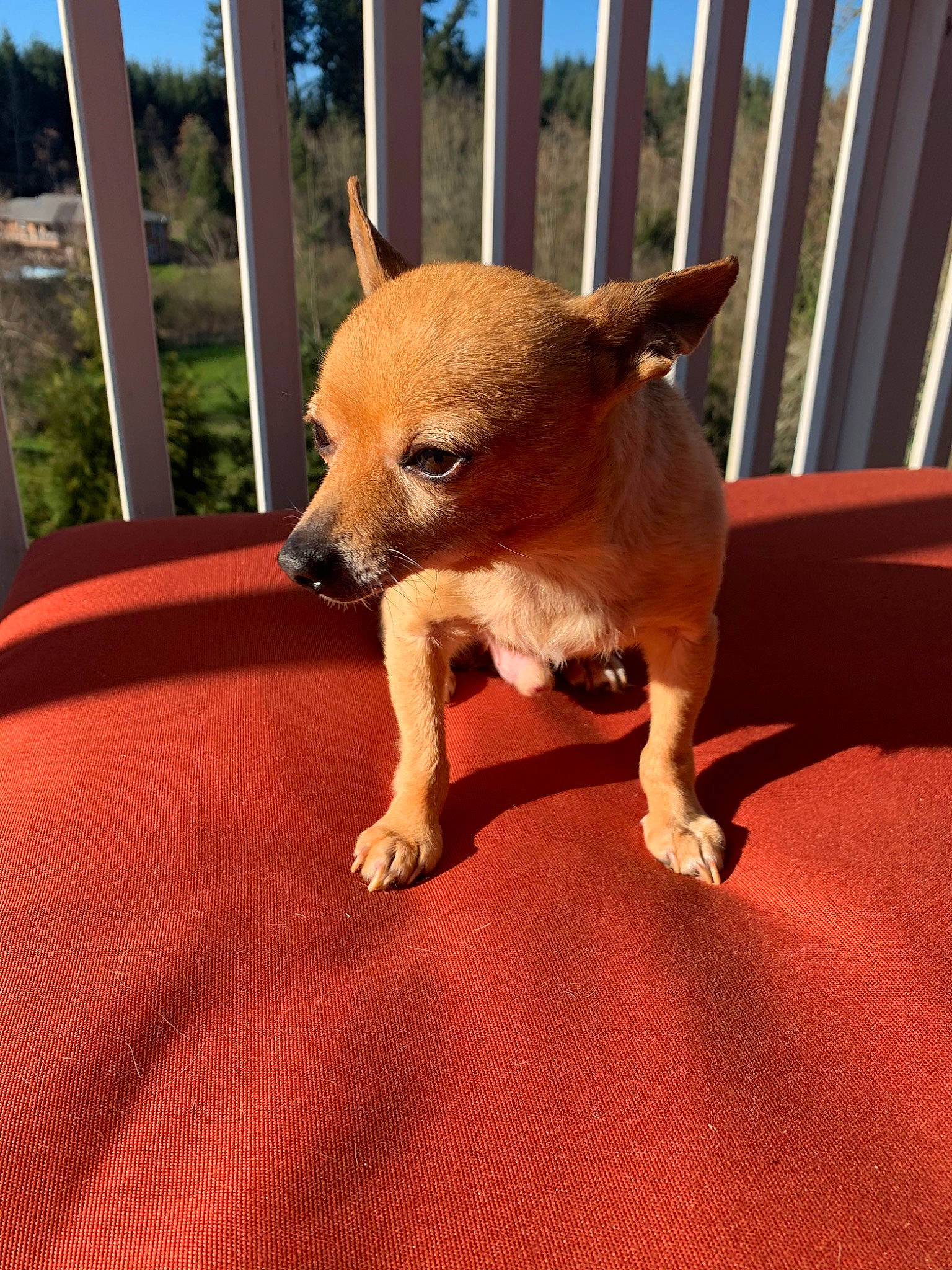 Cashew is registered to the contest to win money with this photo: canidae, carnivore, chihuahua, companion_dog, corgi_chihuahua, dog, dog_breed, fawn, mammal, puppy, snout, toy_dog, vertebrate
